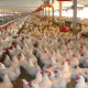 Poultry feeds