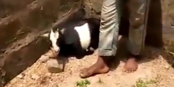 Man tortured to death over missing goat in Benue