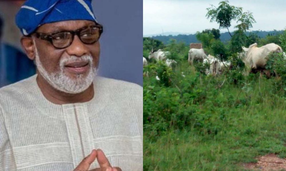 Why Fulani Cannot Vacate Ondo Forest