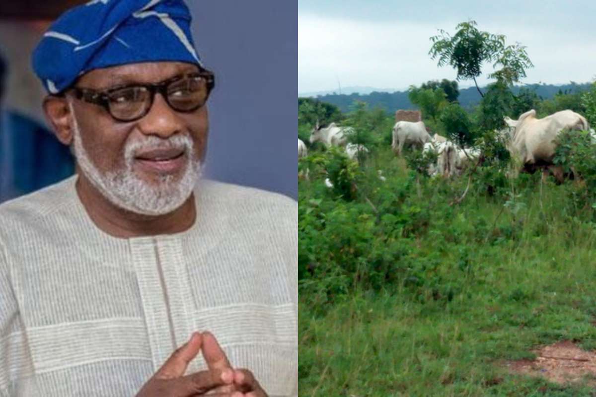 Why Fulani Cannot Vacate Ondo Forest