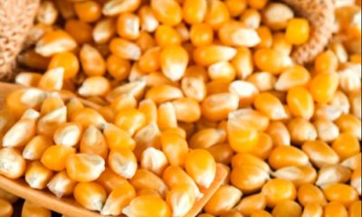 Ban maize export