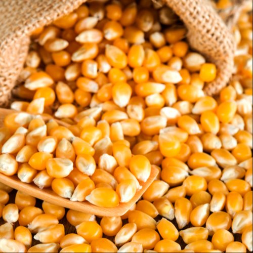 Ban maize export