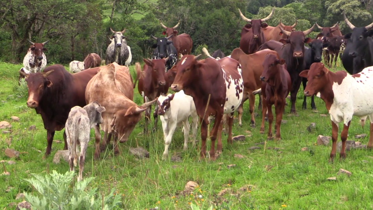 Military rescues cows