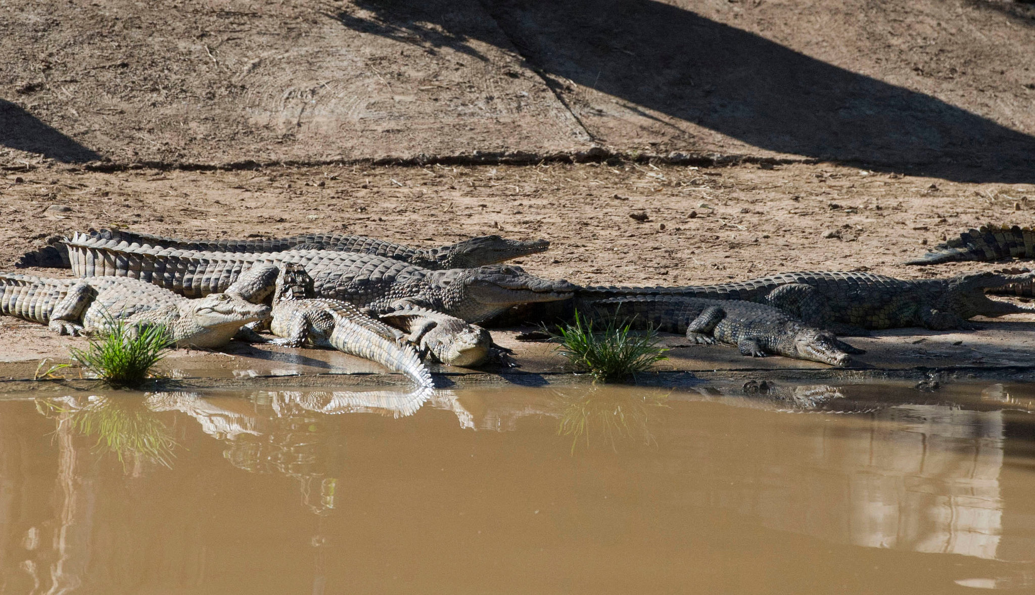 Dozens of crocodiles escape farm in South Africa