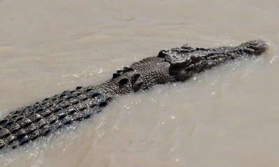 crocodile