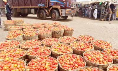 Prices Tomatoes Vegetables Kano