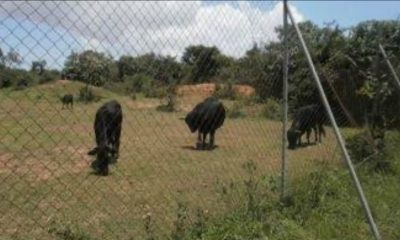 FG To Enhance Security In Pandam Game Reserve