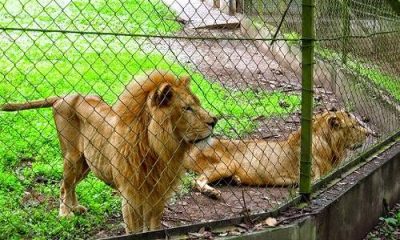 Philanthropist Adopts Three Lions From Imo Zoo