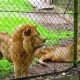 Philanthropist Adopts Three Lions From Imo Zoo