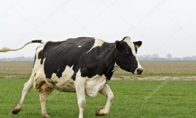 Cow Delta State