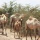 Camels Petrol bandits Nigeria