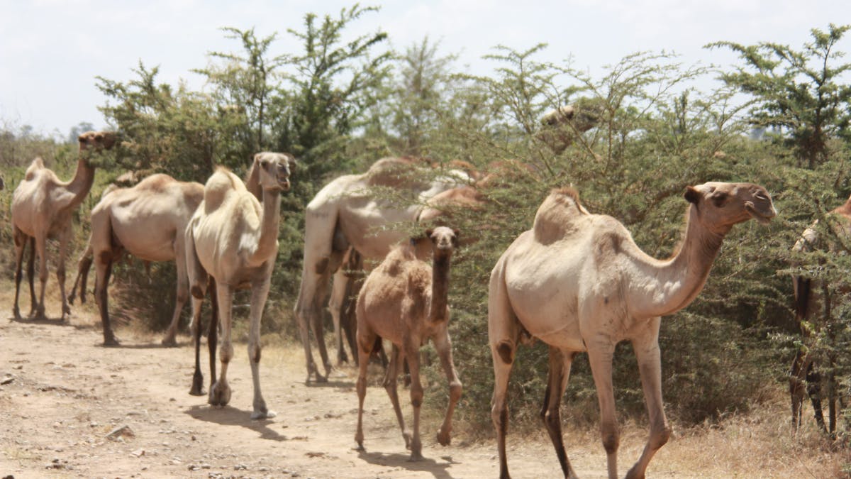 Camels Petrol bandits Nigeria