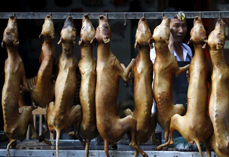 Dog meat