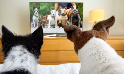 DogTV dogs