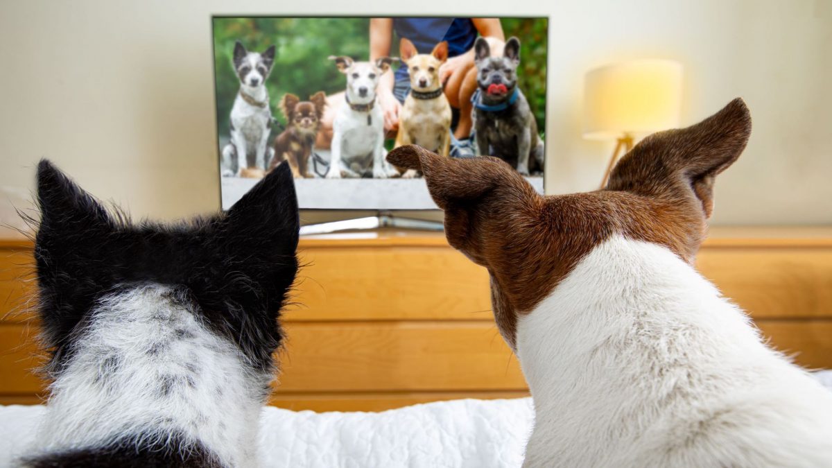 DogTV dogs