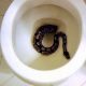 Snakes in toilet bowls