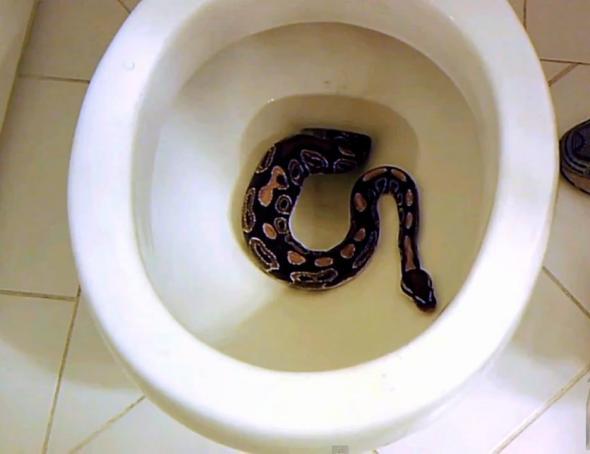 Snakes in toilet bowls