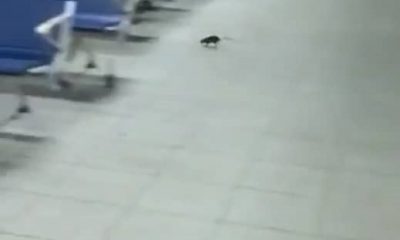 airport rat