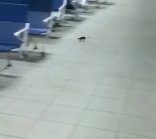 airport rat