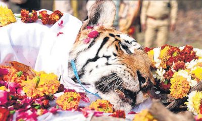 tigress famous dies