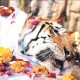 tigress famous dies