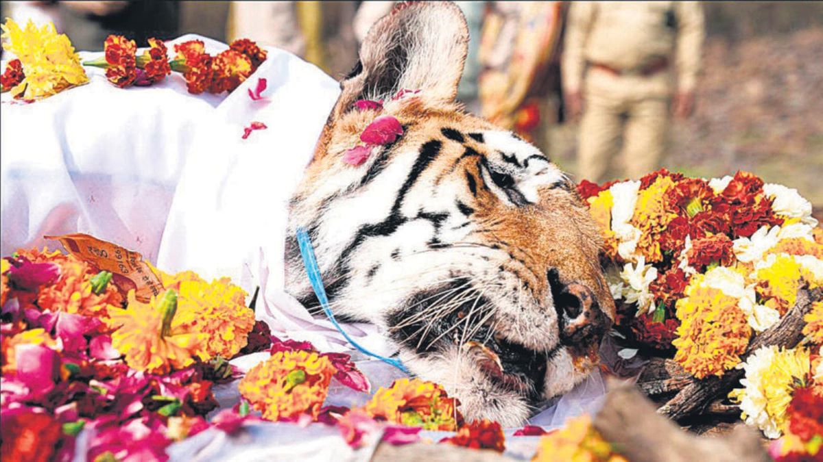 tigress famous dies