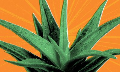 Aloe vera is widely known for its medicinal benefits. Whether you are struggling with digestive problems or glucose control, Aloe Vera would be to the rescue. The leaves of an Aloe Vera   plant are packed with a soft clear gel that's been praised for its hydrating effect anbenefits.