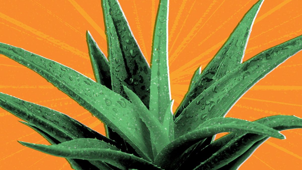 Aloe vera is widely known for its medicinal benefits. Whether you are struggling with digestive problems or glucose control, Aloe Vera would be to the rescue. The leaves of an Aloe Vera   plant are packed with a soft clear gel that's been praised for its hydrating effect anbenefits.