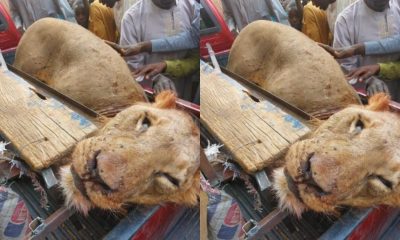 The Director of Forestry and Wildlife, Ministry of Environment, Borno, Mr Peter Ayuba, confirmed the killing of the lion in Konduga Local Government Area.