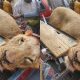 The Director of Forestry and Wildlife, Ministry of Environment, Borno, Mr Peter Ayuba, confirmed the killing of the lion in Konduga Local Government Area.