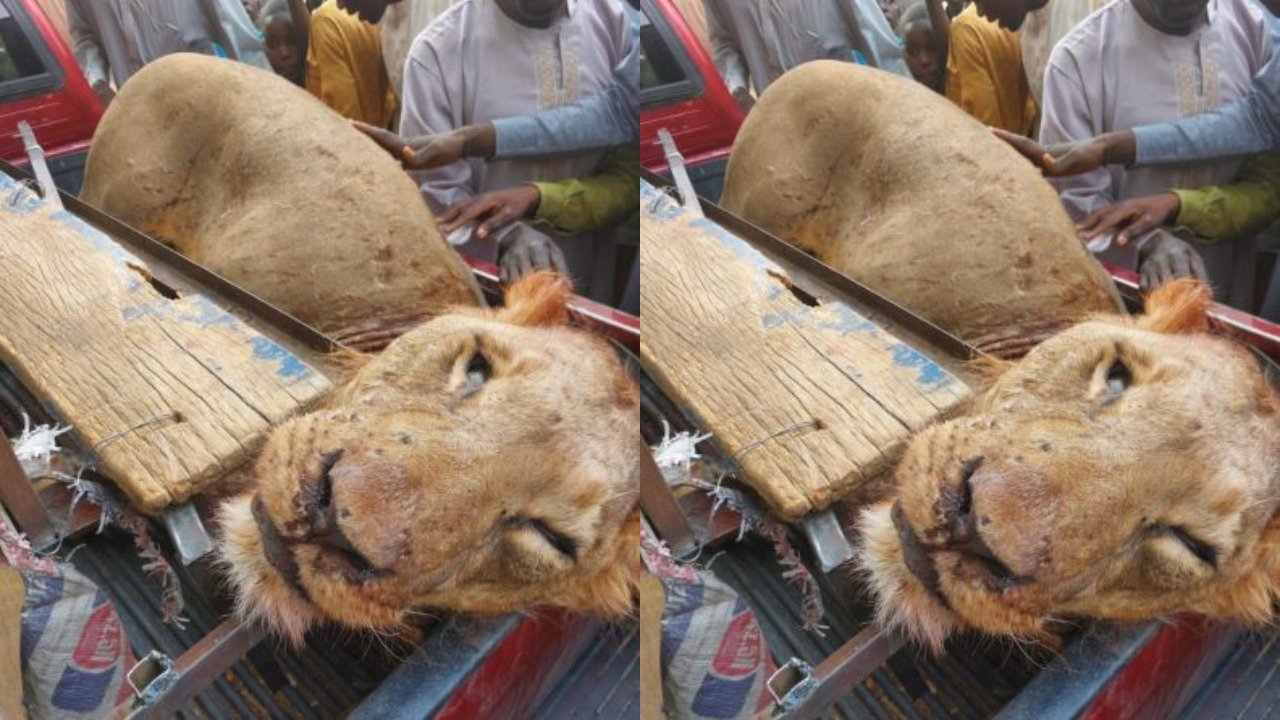 The Director of Forestry and Wildlife, Ministry of Environment, Borno, Mr Peter Ayuba, confirmed the killing of the lion in Konduga Local Government Area.