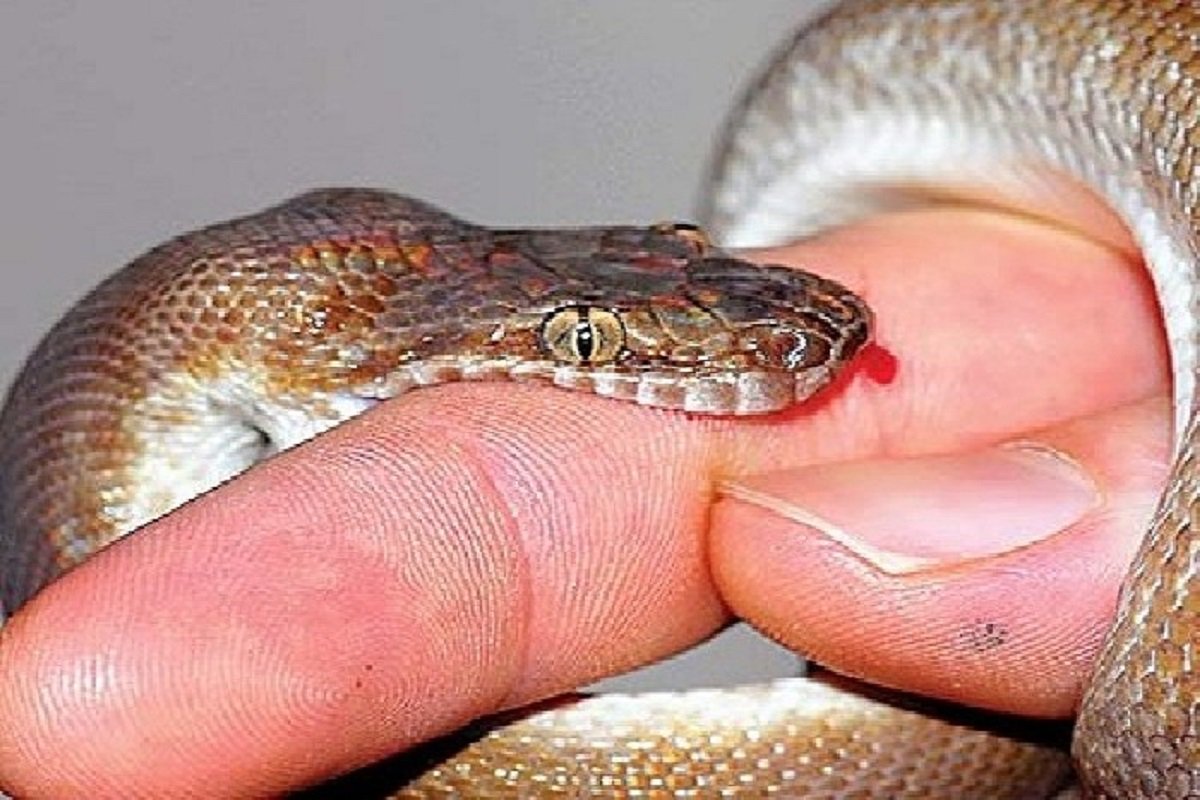 snakebite in Nigeria