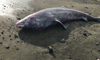 Greenland Shark