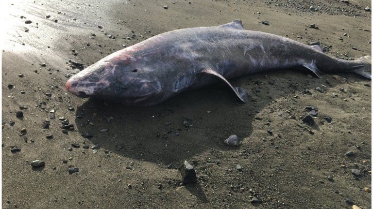 Greenland Shark