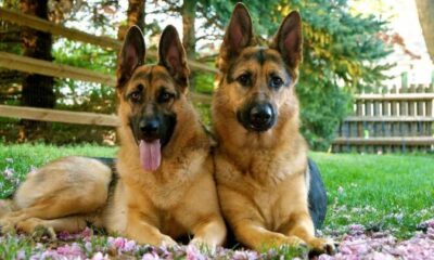 German Shepherds