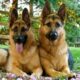 German Shepherds