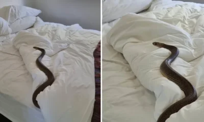 snake in bed
