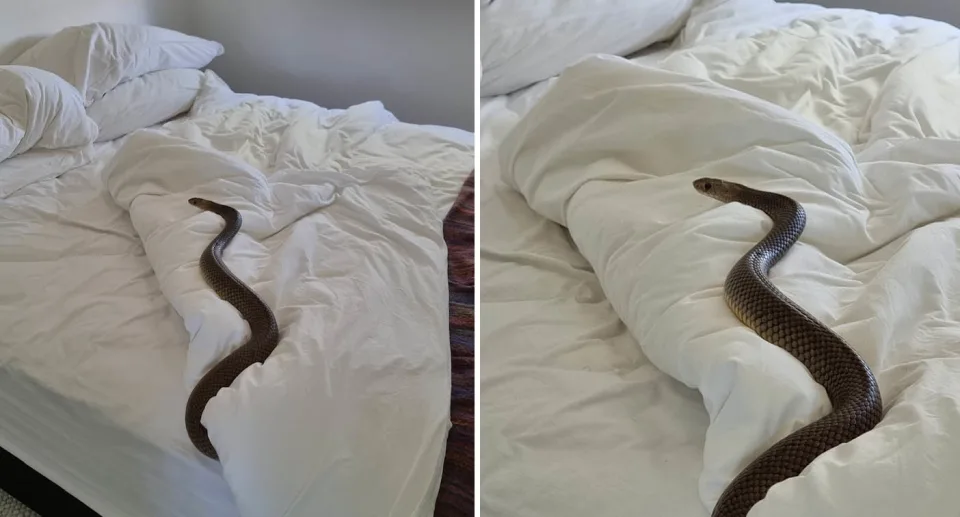snake in bed