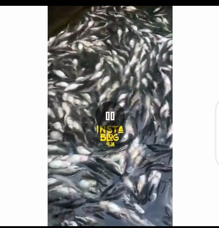 Fish Farmer losses fish to excess heat