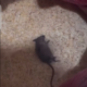 Woman discovered rat in bag of rice