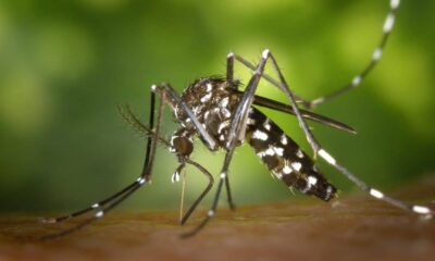 5 tips to keep away mosquitoes