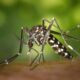 5 tips to keep away mosquitoes