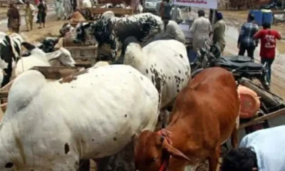 Eid-el-kabir high cost of livestock