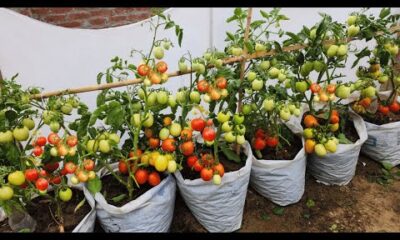 Okupe says Nigerians should grow tomatoes in sacks