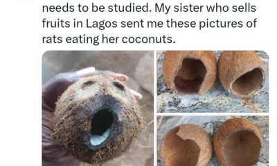 Rats eat into fruit seller's coconuts