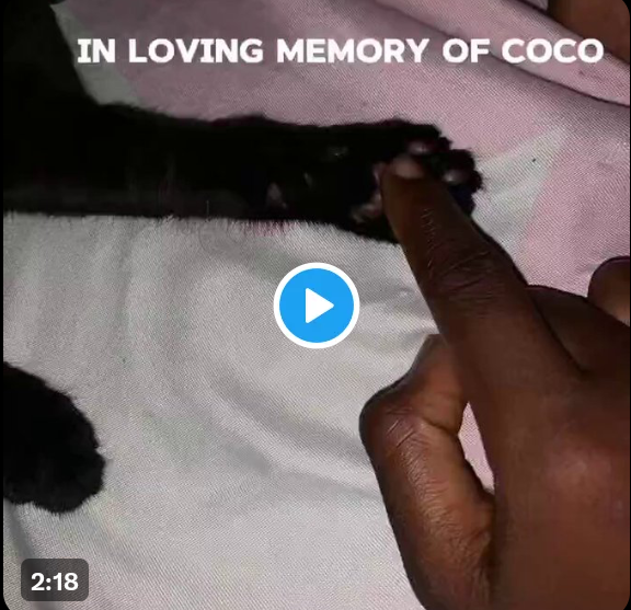 Coco (cat)