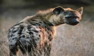 Hyena Jos