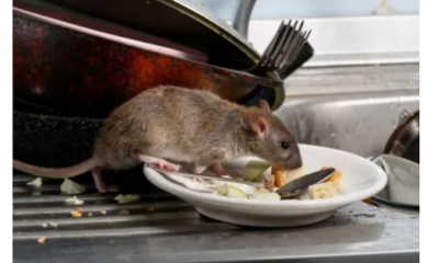 Hantavirus