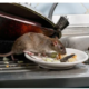 Hantavirus