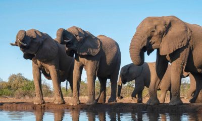 Zimbabwe elephants feed citizens